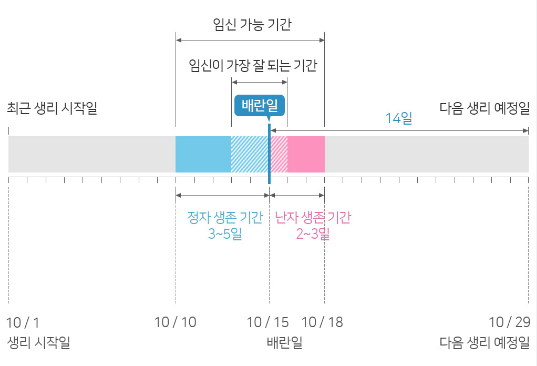 가임기 계산 방법과 노산의 위험 임신 준비 정보