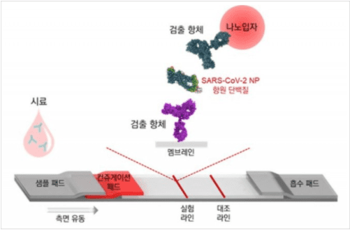 신속항원검사 방식으로 결과가 나타나는 원리